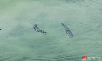 鱼鱼爆料的视频,精彩瞬间不容错过